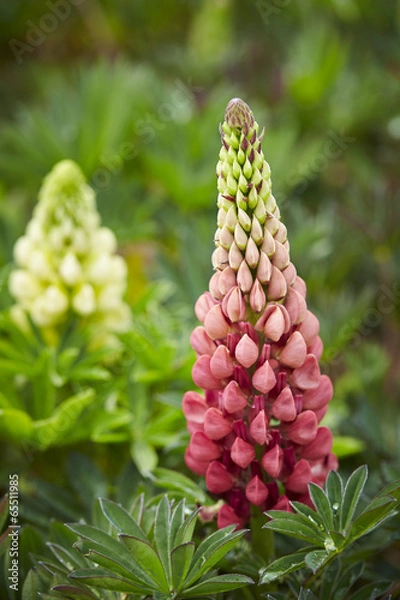 Obraz Pink Lupine