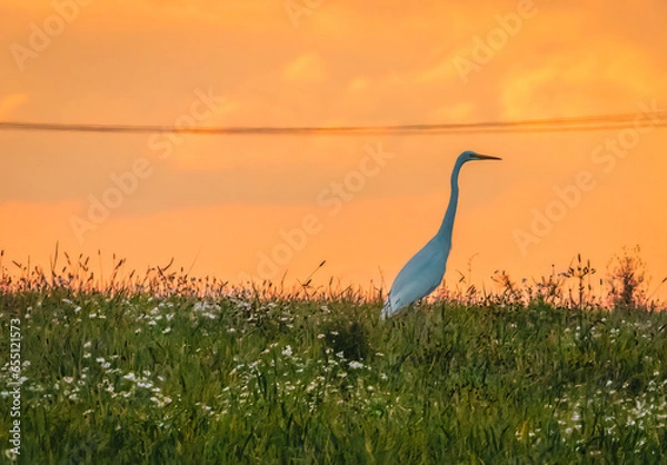 Fototapeta heron at sunset