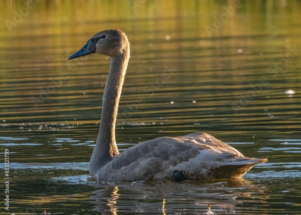 Obraz swan in the water