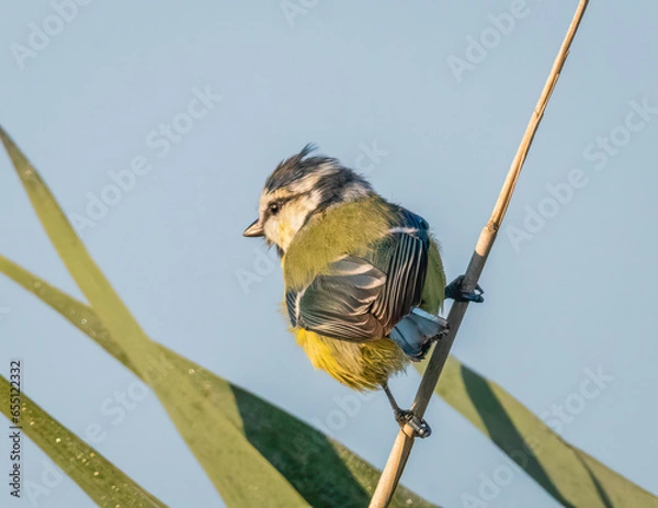 Obraz bird on a wire