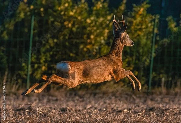Obraz deer in the woods
