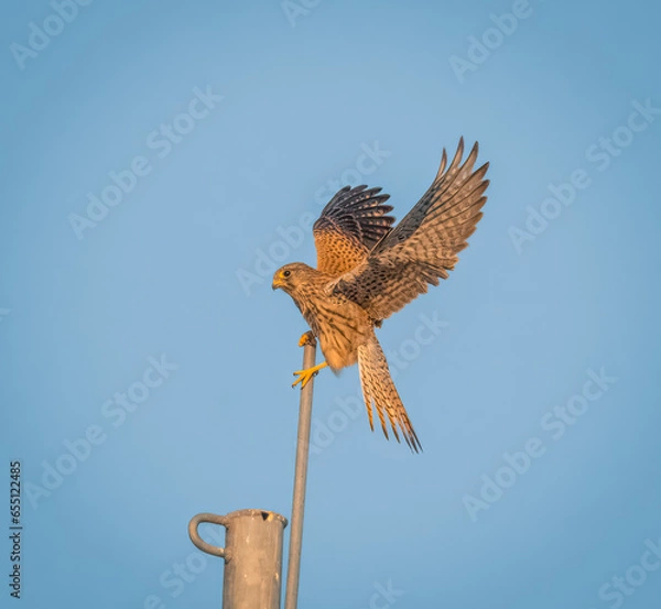 Obraz eagle in flight