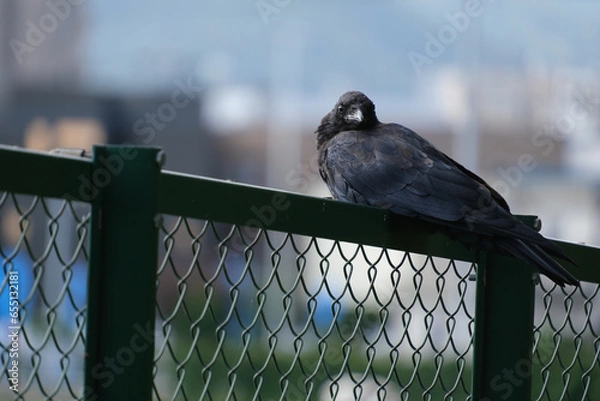 Obraz フェンスの上に止まってこちらを見つめるカラス