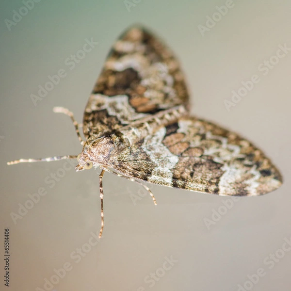 Fototapeta Spruce Carpet Moth