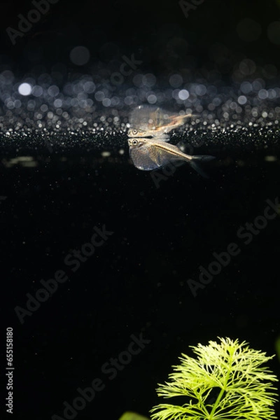 Obraz Silberbeilbauch - Gasteropelecus sternicla