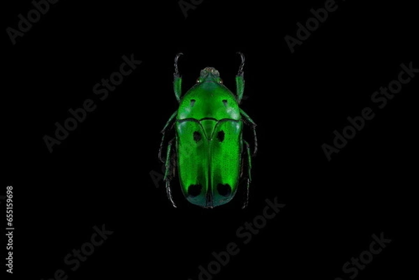 Obraz Green scarab beetle