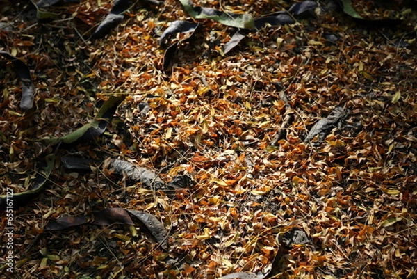 Obraz autumn background, fallen leaves in the sun's rays