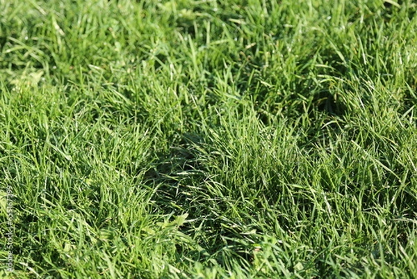 Obraz green grass texture