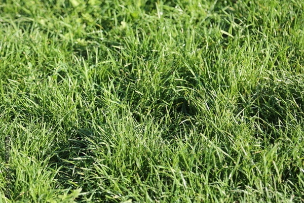 Obraz green grass in the wind