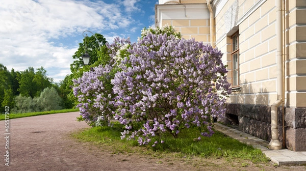 Obraz Lilac bush in spring