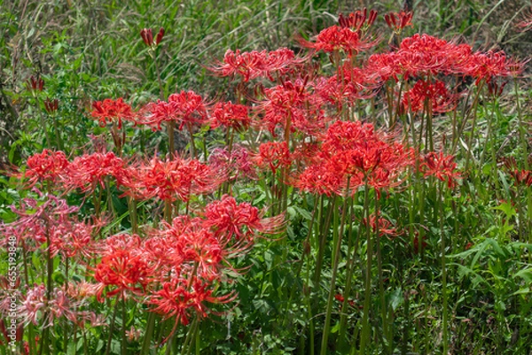 Fototapeta 彼岸花のある風景
