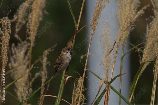 Fototapeta 薄に止まった雀
