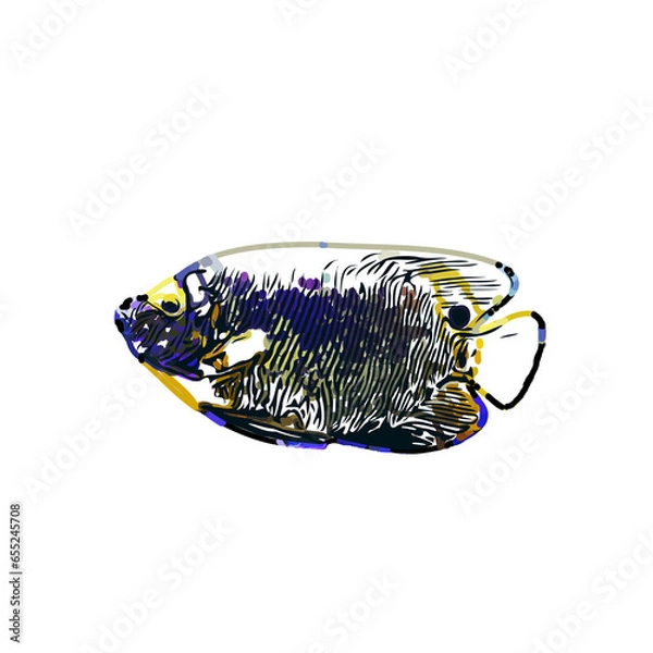 Fototapeta Color sketch of ornamental fish with a transparent background to learn coloring and logo elements