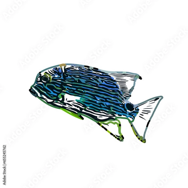 Fototapeta Color sketch of ornamental fish with a transparent background to learn coloring and logo elements