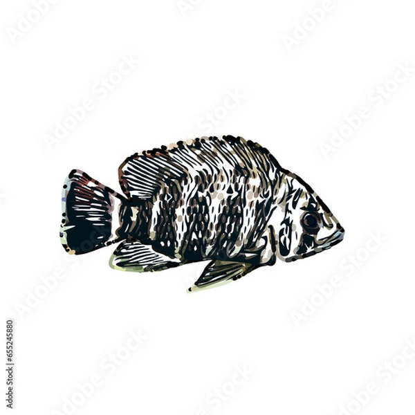 Fototapeta Color sketch of ornamental fish with a transparent background to learn coloring and logo elements