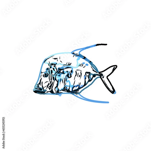 Fototapeta Color sketch of ornamental fish with a transparent background to learn coloring and logo elements