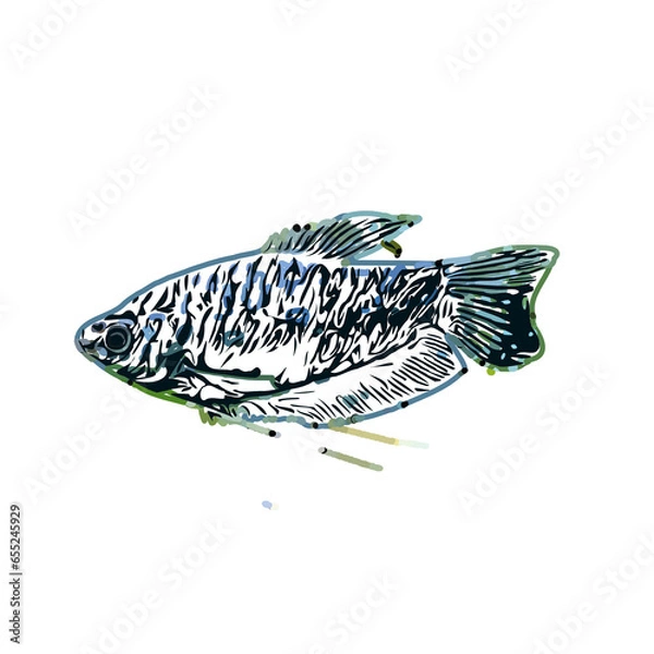 Fototapeta Color sketch of ornamental fish with a transparent background to learn coloring and logo elements