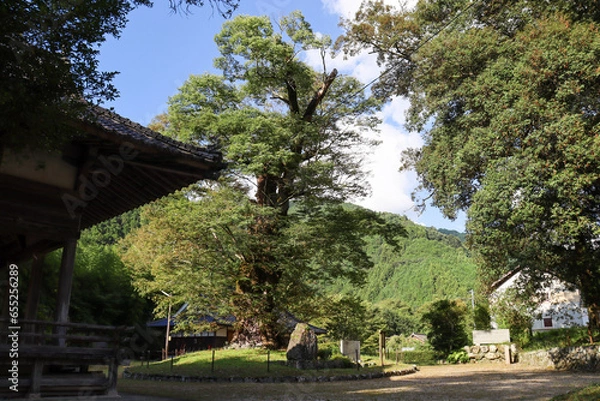 Obraz パワースポット廣瀬神社にある樹齢1000年以上のケヤキとイチイガシ