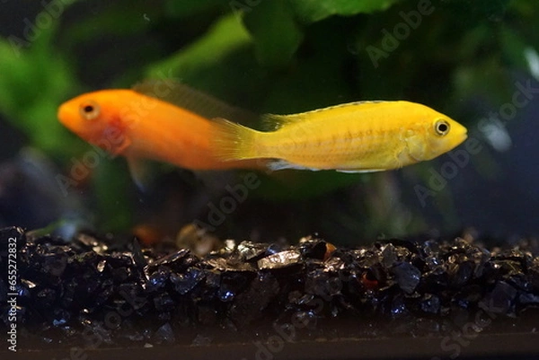 Fototapeta アフリカンシクリッド