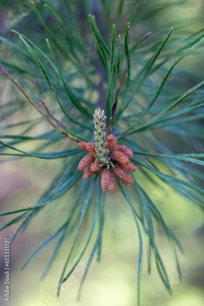 Fototapeta pine cone on a branch