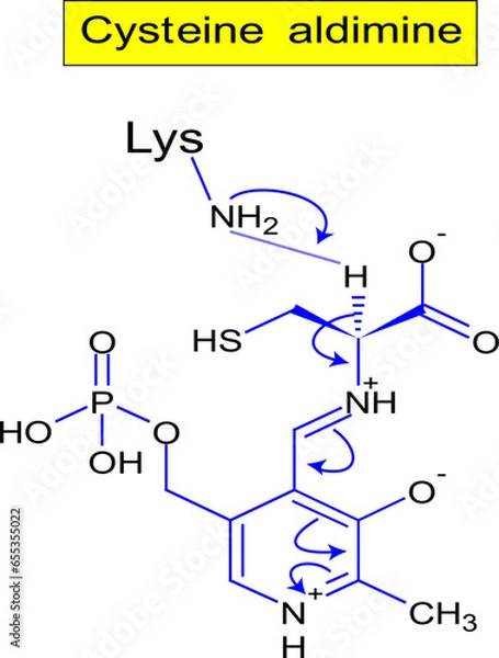 Fototapeta Cysteine aldimine structure .Vector illustration