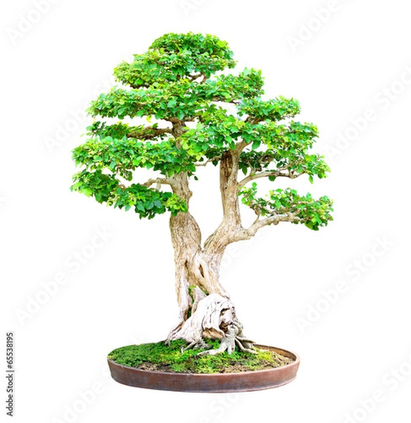 Fototapeta Banyan or ficus bonsai tree isolated on white background