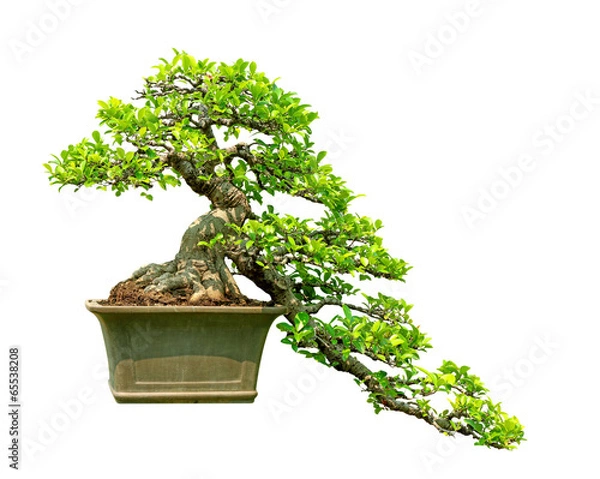Obraz Bonsai Tree na białym tle