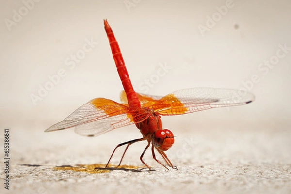 Obraz Moroccan Red Dragonfly