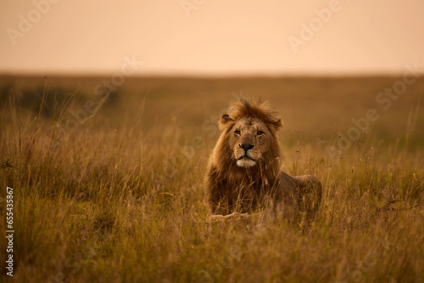 Obraz Male lion lying in the grass