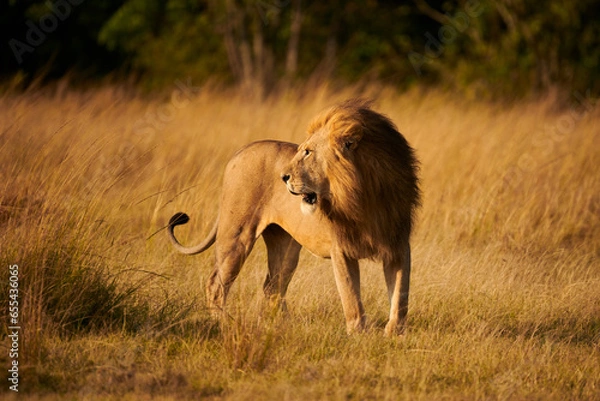 Obraz Beautiful lion walking free in the african savanna.