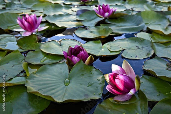 Obraz Purple Nymphaeaceae