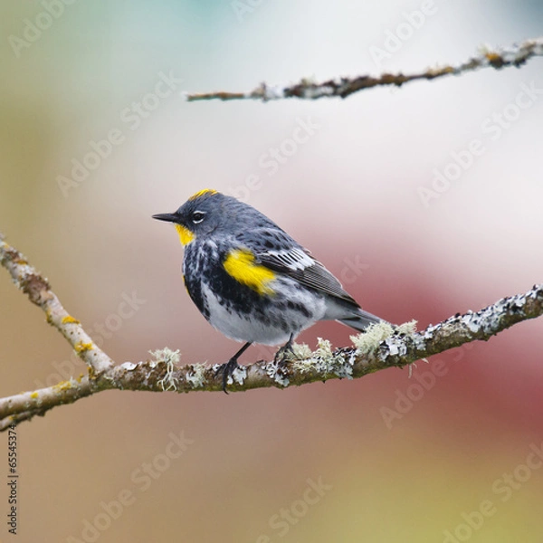 Fototapeta Perched Warbler