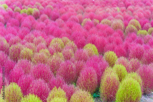 Obraz 滝野すずらん公園のコキア