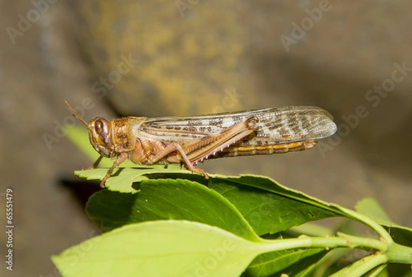 Fototapeta Desert Locust (Schistocerca gregaria)