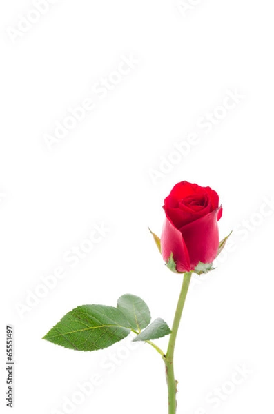 Fototapeta Red rose