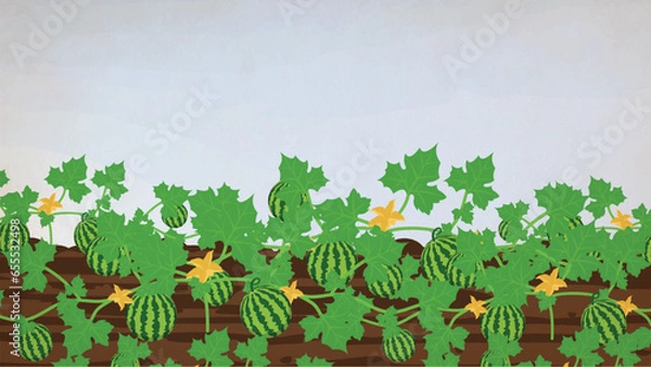 Obraz Vector Watermelon grows fruit in the fields