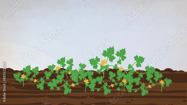 Obraz Vector Watermelon develops in its early stages in the fields