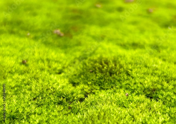 Obraz green moss background