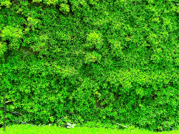 Fototapeta green moss background