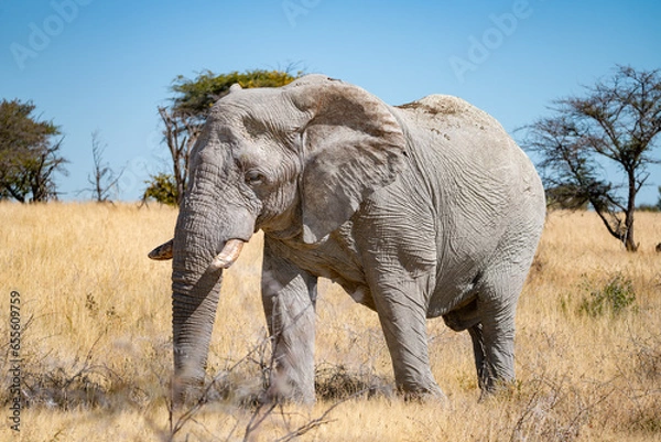 Obraz A Big old bull elephant