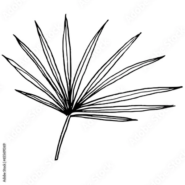 Fototapeta hand drawn leave