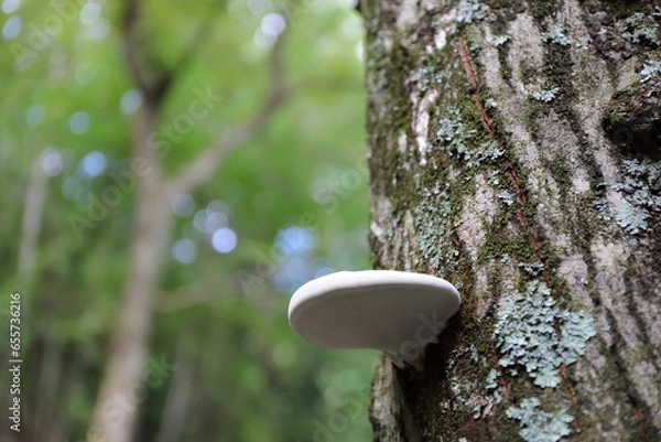 Obraz 下から見上げたサルノコシカケ