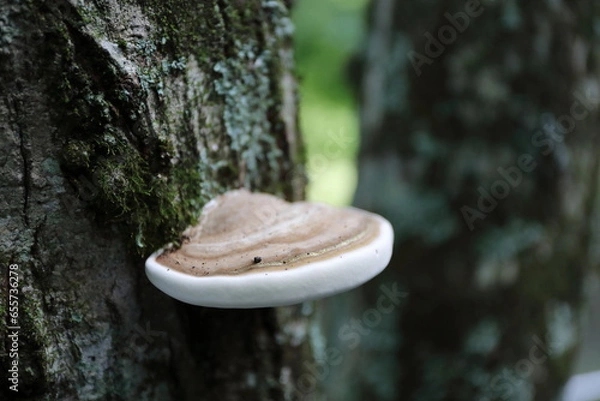 Obraz サルノコシカケ