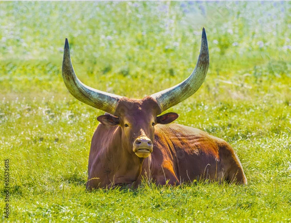 Fototapeta Close up of a red brown Watusi cattle, Bos taurus indicus, lying in a green meadow and chewing the cud, with huge horns and flies on the body and a farm and barns in the background