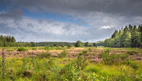 Fototapeta View over the heathland of Boswachterij Grolloo with shrubs and flowering heather, Calluna vulgaris, surrounded by production forests with conifers against a sky with dark clouds