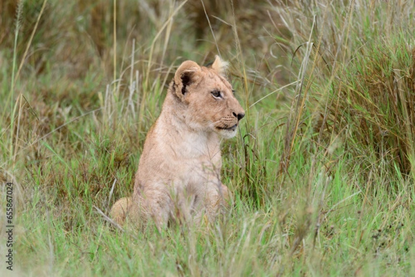Obraz lion cub