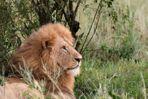 Obraz lion resting