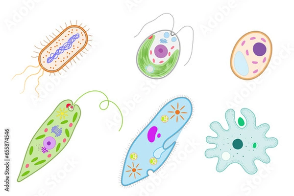 Fototapeta Unicellular organisms. Bacterium, Chlamydomonas, Yeast, Euglena, Paramecium,  Amoeba.
