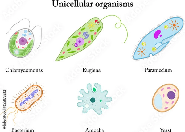 Fototapeta Unicellular organisms. Chlamydomonas, Euglena, Paramecium, Bacterium, Amoeba, Yeast.