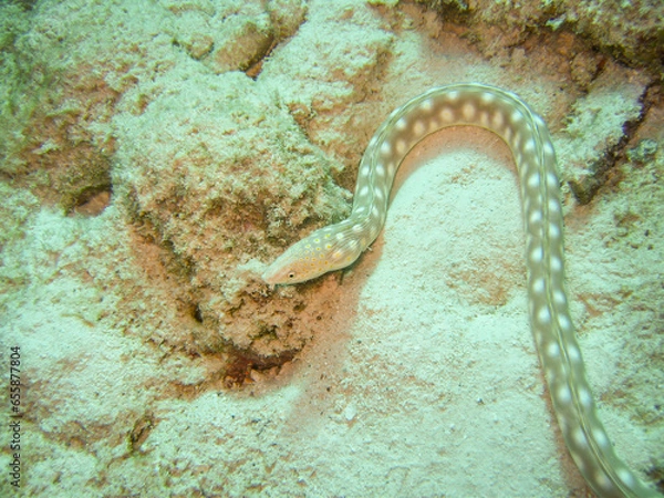 Obraz Schlangenaal an einem Riff vor Bonaire